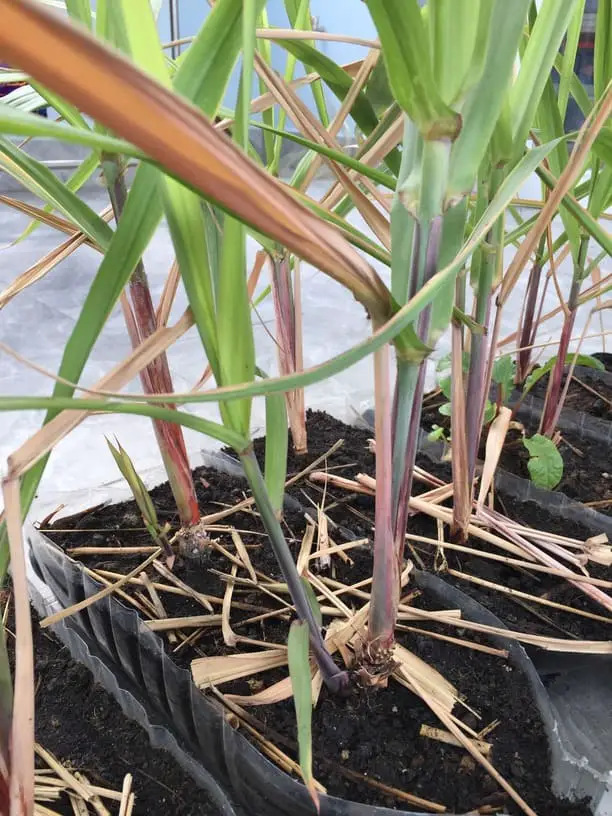 Rooting Sugarcane in Water Step by Step Guide
